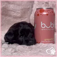 Nitro, a male Shihpoo for sale in Tempe, AZ – Photo 2 of 6