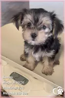 Sunny, a female Morkie for sale in Tempe, AZ – 6 of 9