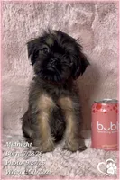 Midnight, a female Brussels Griffon for sale in Phoenix, AZ – 6 of 9