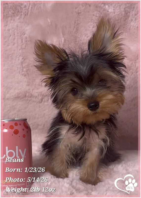 Beans – Yorkshire Terrier puppy for sale in Tempe, AZ