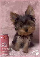 Beans, a male Yorkshire Terrier for sale in Tempe, AZ – 1 of 10