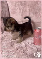 Hallie, a female Morkie for sale in Tempe, AZ – 7 of 10