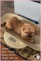 Vienna the Porkie *includes spay*, a female Pug and Yorkshire Terrier for sale in Phoenix, AZ – 5 of 8