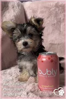 Roger the Morkie, a male Morkie for sale in Phoenix, AZ – 6 of 10