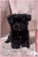 Nickel, a male Yorkshire Terrier and Poodle - Toy  for sale in Tempe, AZ – 8 of 10