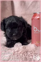 Bunny, a female Yorkipoo for sale in Tempe, AZ – 9 of 10