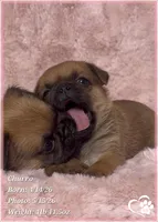 Churro the Bugg/Brugg, a male Pug and Brussels Griffon for sale in Tempe, AZ – 1 of 10