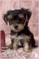 Sweetie, a female Morkie for sale in Tempe, AZ – 2 of 9