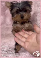 Trevor, a male Yorkshire Terrier for sale in Tempe, AZ – 9 of 10