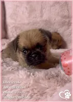 Cheesecake the Bugg/Brugg, a male Pug and Brussels Griffon for sale in Tempe, AZ – 6 of 10
