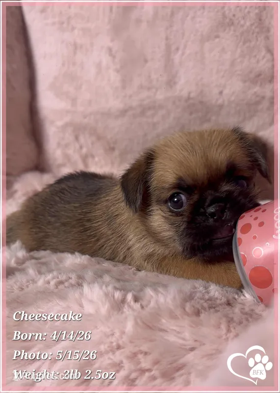 Cheesecake the Bugg/Brugg – Pug, Brussels Griffon puppy for sale in Tempe, AZ