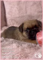 Cheesecake the Bugg/Brugg, a male Pug and Brussels Griffon for sale in Tempe, AZ – 1 of 10
