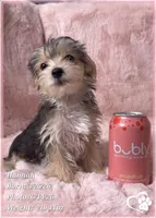 Hannah, a female Morkie for sale in Tempe, AZ – 6 of 8