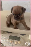 Daphne, a female Brussels Griffon for sale in Tempe, AZ – 6 of 10