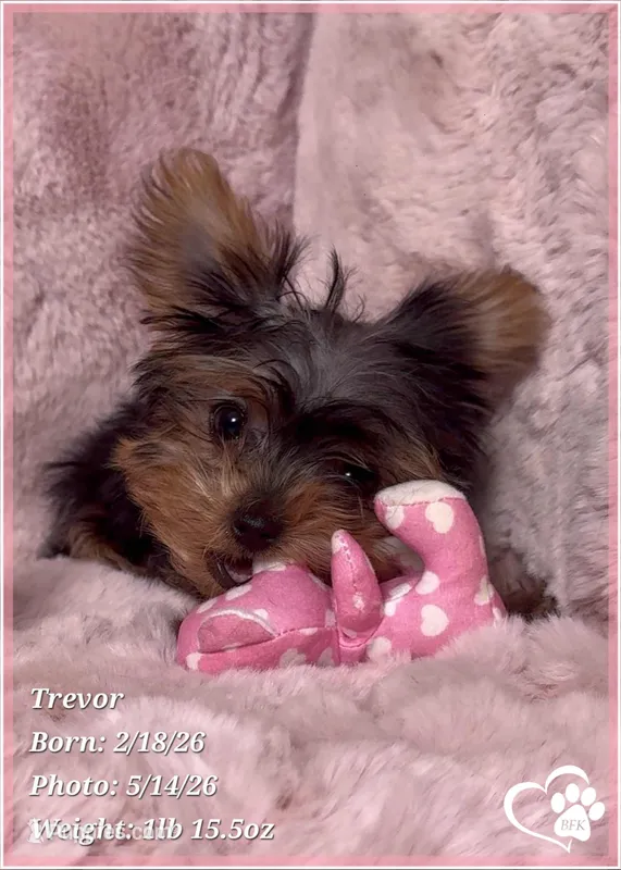 Trevor – Yorkshire Terrier puppy for sale in Tempe, AZ
