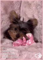 Trevor, a male Yorkshire Terrier for sale in Tempe, AZ – 1 of 10