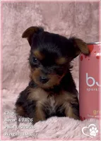 Chip, a male Yorkshire Terrier for sale in Tempe, AZ – 6 of 10
