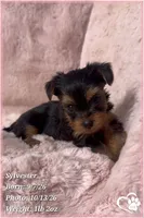 Sylvester, a male Yorkshire Terrier for sale in Phoenix, AZ – 7 of 10