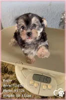 Roger, a male Morkie for sale in Phoenix, AZ – 4 of 10