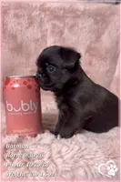 Batman, a male Brussels Griffon for sale in Phoenix, AZ – 6 of 10
