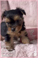 Sammie, a male Yorkshire Terrier for sale in Phoenix, AZ – 7 of 10