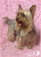 Sammie, a male Yorkshire Terrier for sale in Phoenix, AZ – 10 of 10