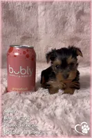 Stuart, a male Yorkshire Terrier for sale in Phoenix, AZ – 4 of 10