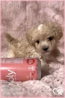 Aramis, a male Maltipoo for sale in Phoenix, AZ – 2 of 10