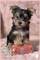 Roger, a male Morkie for sale in Phoenix, AZ – 7 of 10