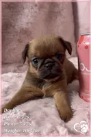 Daphne, a female Brussels Griffon for sale in Tempe, AZ – 10 of 10