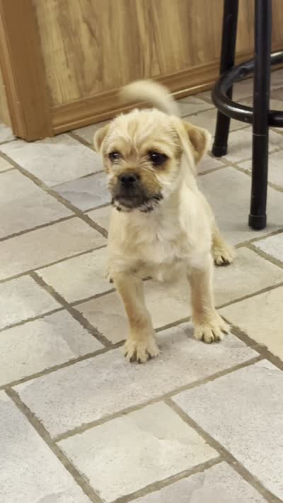 Meatball, a male Pug and Yorkshire Terrier for sale in Phoenix, AZ – 3 of 4