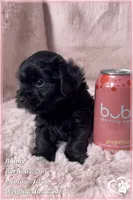 Bunny, a female Yorkipoo for sale in Tempe, AZ – 8 of 10