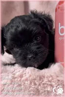 Bunny, a female Yorkipoo for sale in Tempe, AZ – 6 of 10