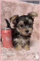Roger, a male Morkie for sale in Phoenix, AZ – 3 of 10