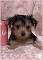 Hiccup, a female Morkie for sale in Tempe, AZ – 6 of 10