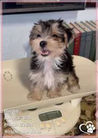 Harley, a female Morkie for sale in Tempe, AZ – 7 of 10
