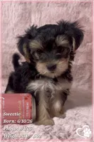 Sweetie, a female Morkie for sale in Tempe, AZ – 4 of 9