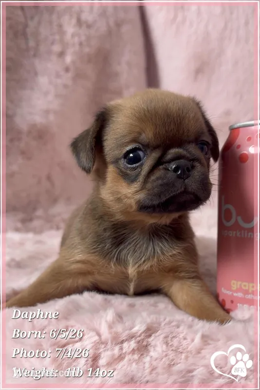 Daphne – Brussels Griffon puppy for sale in Tempe, AZ