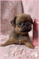 Daphne, a female Brussels Griffon for sale in Tempe, AZ – 1 of 10
