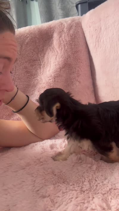 Sweetie, a female Morkie for sale in Tempe, AZ – 3 of 9