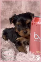 Sylvester, a male Yorkshire Terrier for sale in Phoenix, AZ – 4 of 10