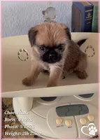 Cheesecake the Bugg/Brugg, a male Pug and Brussels Griffon for sale in Tempe, AZ – 5 of 10