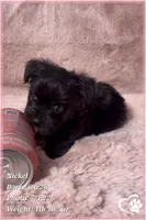 Nickel, a male Yorkipoo for sale in Tempe, AZ – 7 of 10
