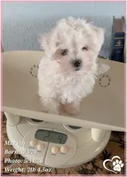 Marvin (new video!), a male Maltese for sale in Tempe, AZ – 6 of 9