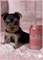 Tia, a female Yorkshire Terrier for sale in Tempe, AZ – Photo 1 of 10