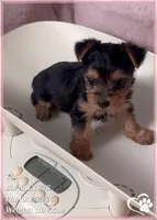 Tia, a female Yorkshire Terrier for sale in Tempe, AZ – Photo 2 of 10