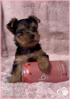 Tia, a female Yorkshire Terrier for sale in Tempe, AZ – Photo 6 of 10