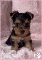 Tia, a female Yorkshire Terrier for sale in Tempe, AZ – Photo 5 of 10