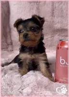 Tia, a female Yorkshire Terrier for sale in Tempe, AZ – Photo 10 of 10