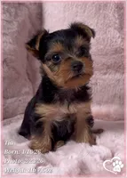 Tia, a female Yorkshire Terrier for sale in Tempe, AZ – Photo 7 of 10